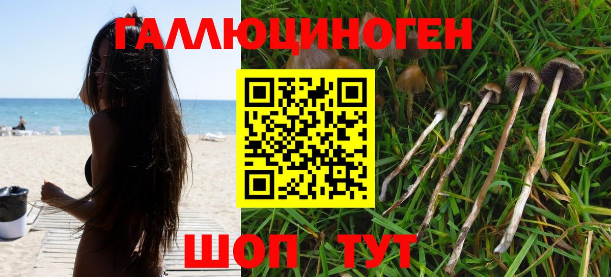 где найти   Псилоцибиновые грибы GOLDEN TEACHER  Вход с VPN  Канаш 